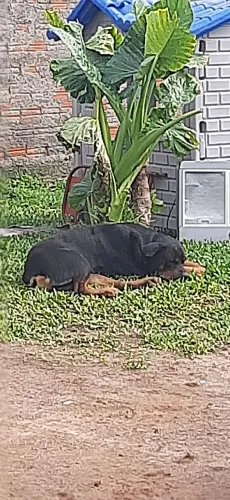 Doação Rotweiler adulto