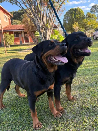 Doo excelente casal adulto de Rottweilers filhos de campeões com pedigree excepcional