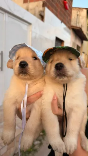 Goldens Retriever pronta entrega