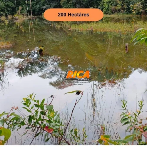 Fazenda à Venda com 200 Hectares a 37 km de Porto Velho  Excelente Oportunidade