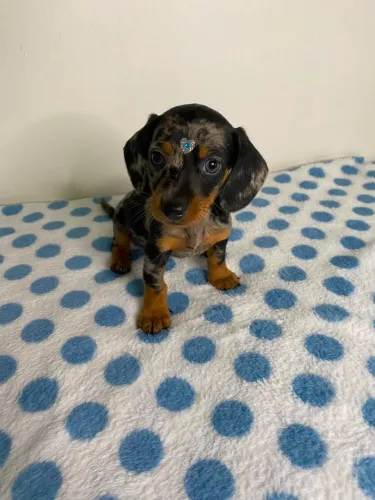 dachshund salsichinha