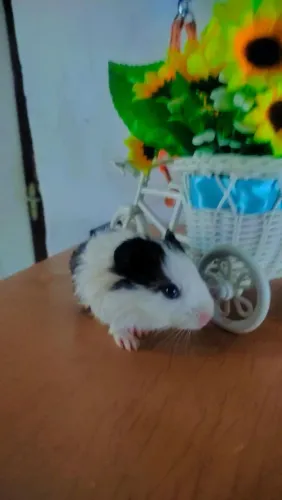 Porquinho da Índia filhote