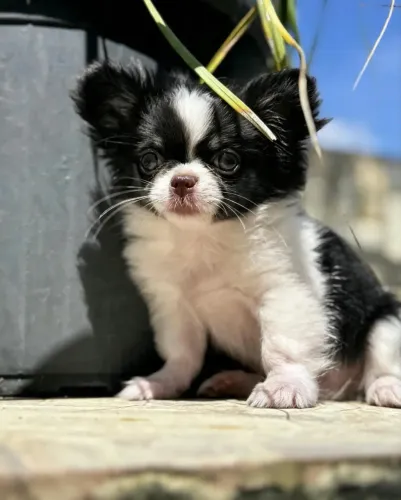 Chihuahua Bebê