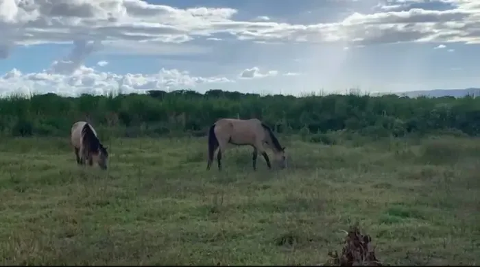 6 éguas xucras à venda! R$2000,00 cada
