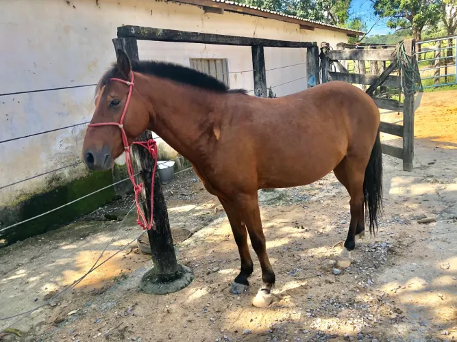 Cavalo de marcha picada 