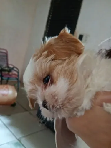 Cachorro 