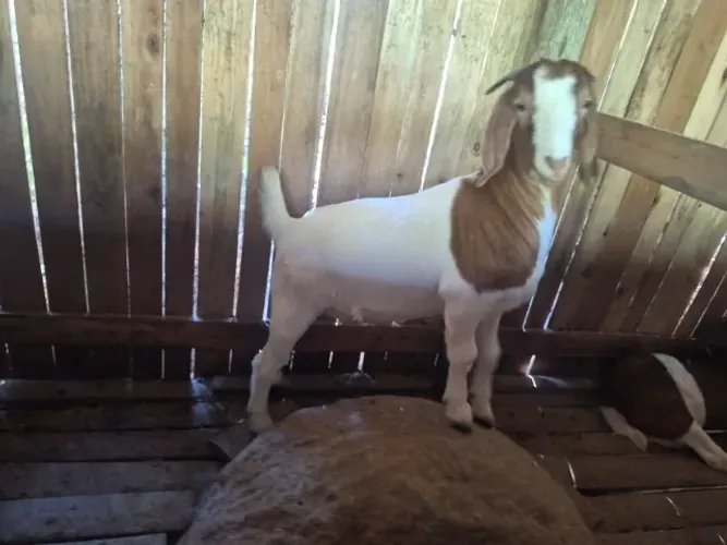 Vende-se Cabras e Bodes da Raça Boer