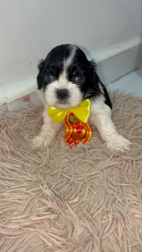 FILHOTE SHIH TZU