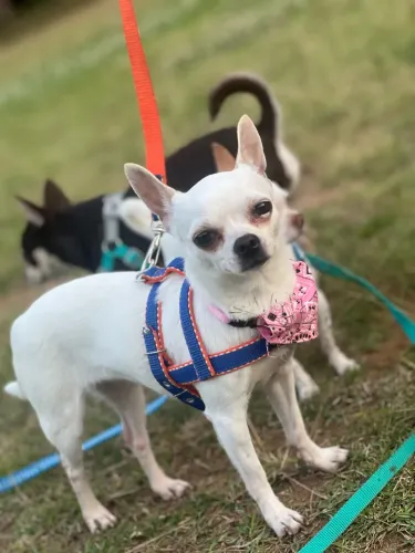 Fêmea de chihuahua