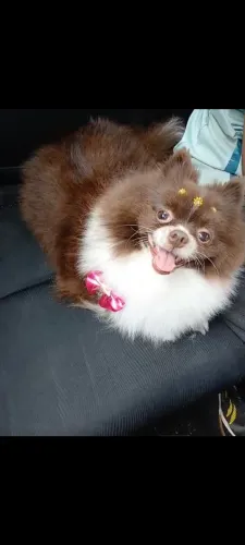 Lulu da Pomerânia fêmea