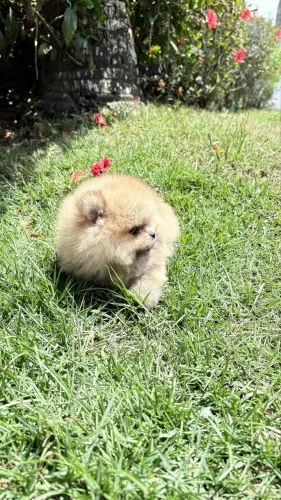 Filhotes Spitz macho 