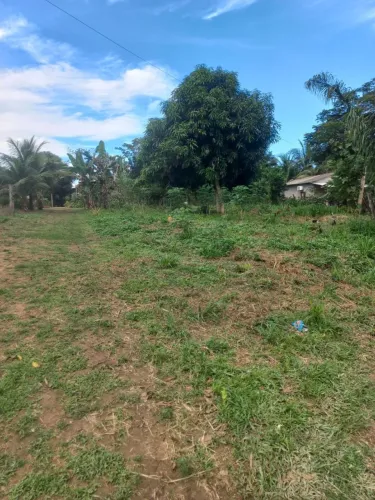 Chácara 25x50m com árvores frutíferas e ótima área verde ?