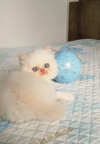 Filhote gato persa Machinho