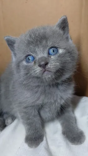 Gatinhos