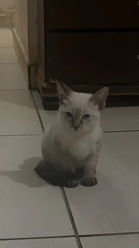 Adoção responsável