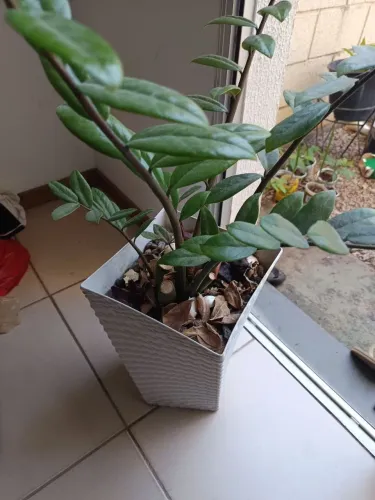 Vaso de planta azameoculca