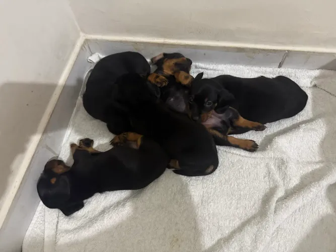 Vendo filhotes de salsichinhas