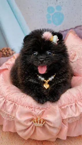 Spitz Alemão Anão Fêmea Preta