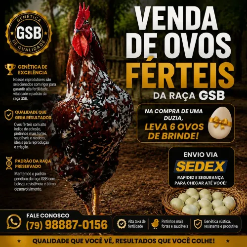 Ovos férteis da GSB. AVES BEM SELECIONADA