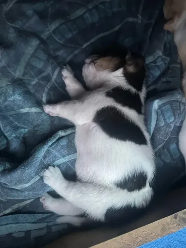 Filhotes Beagle