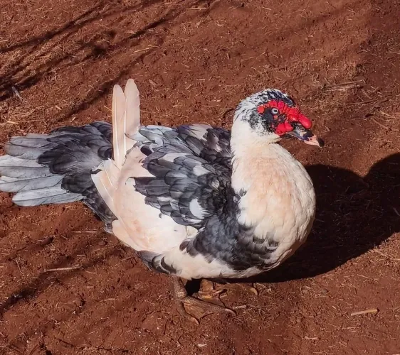Pato macho adulto