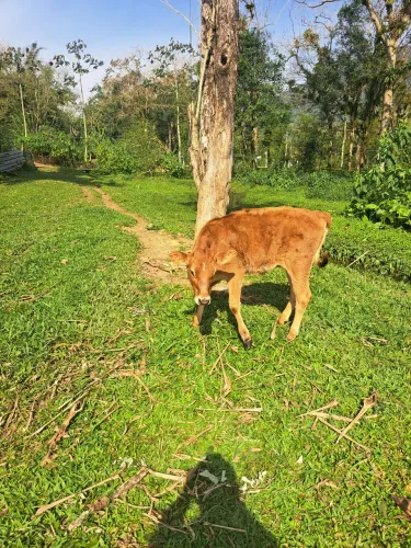 Animais para agropecuária