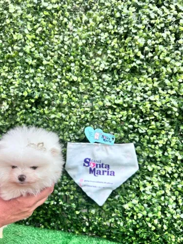 femea mini spitz alemao anao branca lulu da pomerania micro pedigree adestrada ursinha
