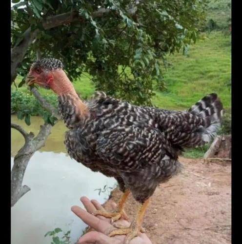 Vendo  franguinhos 