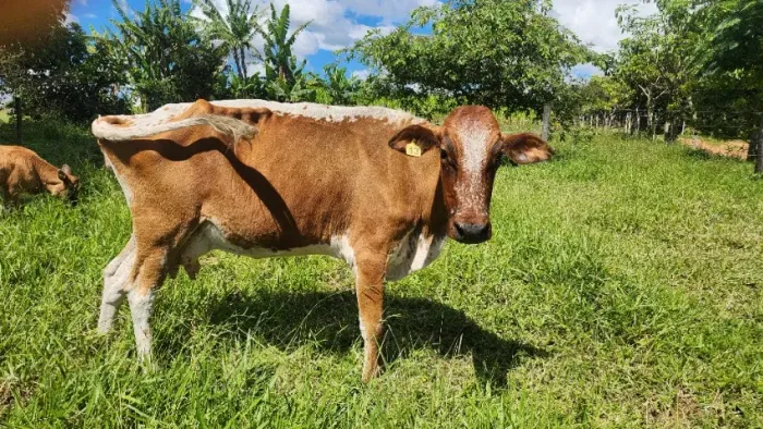Venda Vaca Leiteira