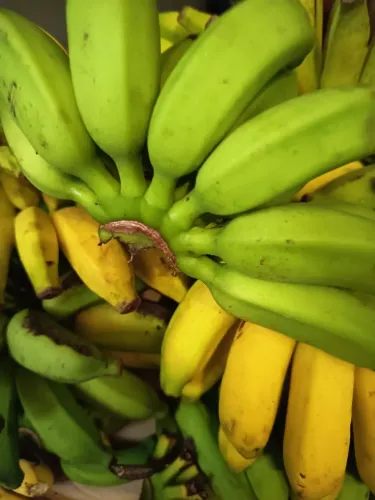 Banana orgânica