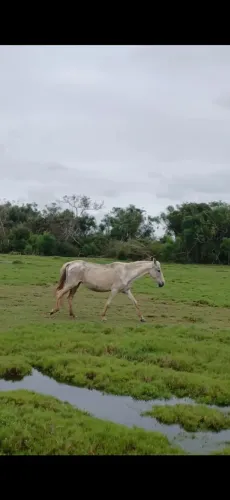 Vendo egua