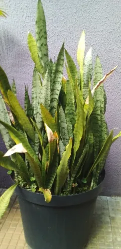 Planta Espada de São Jorge em vaso Grande.