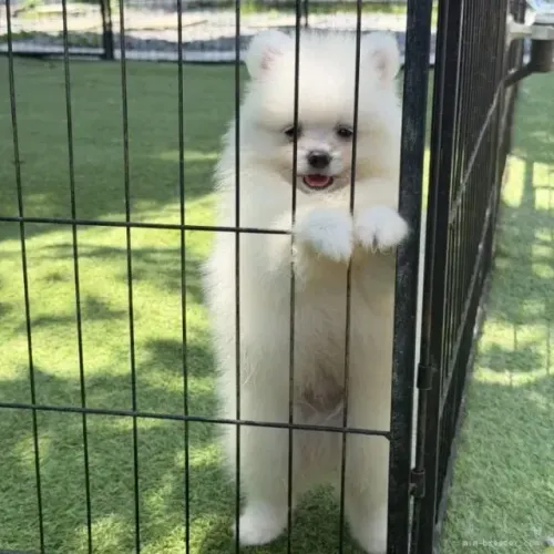 Cachorro filhote dócil e alegre Spitz Alemão/ Lulu da Pomerânia/ anão/ anãozinho