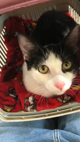 Doação de gatinho macho frajola