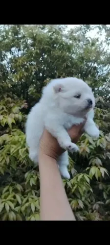 Lulu da Pomerania Spitz alemão