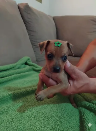 Vende-se filhotes de pinscher 1 . Contato *. Se precisar entregamos. 