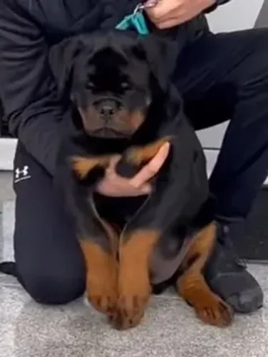 ROTTWEILER MACHOS E FÊMEAS À VENDA
