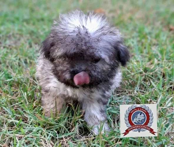 Lindo filhote machinho Poodle
