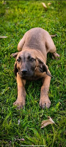 Fêmea fila brasileiro