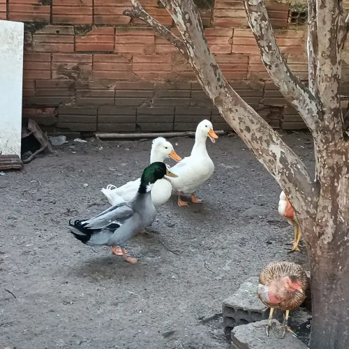 Marrecos