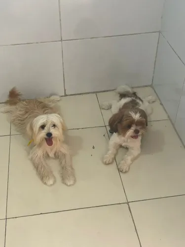 Shitzu com maltês 