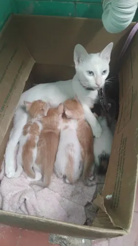 Doação de filhotes de gato
