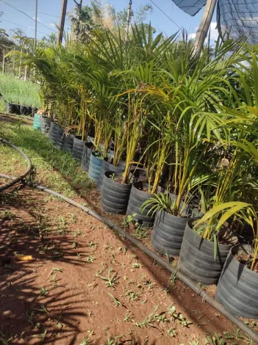 Areca bambú 