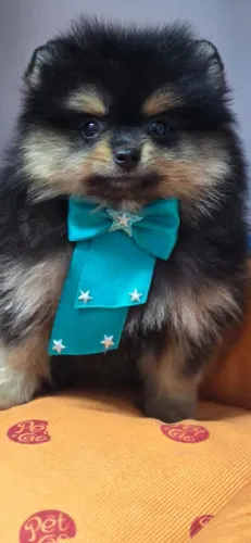 Spitz Macho Black and Tan vacinado