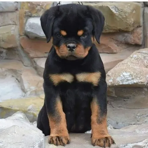 Filhote Rottweiler cara de mau com o comportamento docil