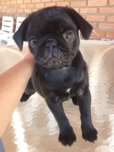 Filhote de Pug Preto uma vida ao lado do seu tutor