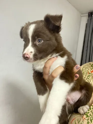 Filhotes de Border Coliie Linhagem Excelente