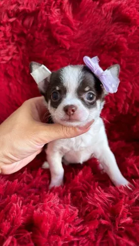 Chihuahua com bela pelagem curta chocolate, branco e castanho com um olhar expressivo! 