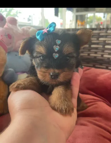 Yorkterrier fêmea mini a pronta entrega 