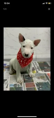 Bull Terrier Inglês,chamar what's